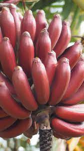 Maroon banana Musa hybrid seeds for tropical garden